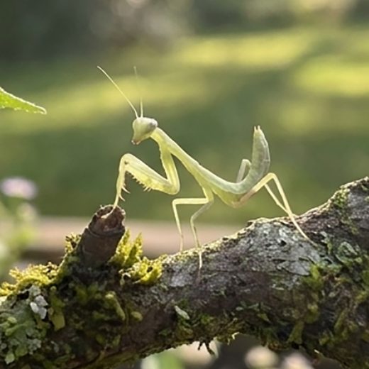 A light green praying mantis perched on a mossy tree branch outdoors.